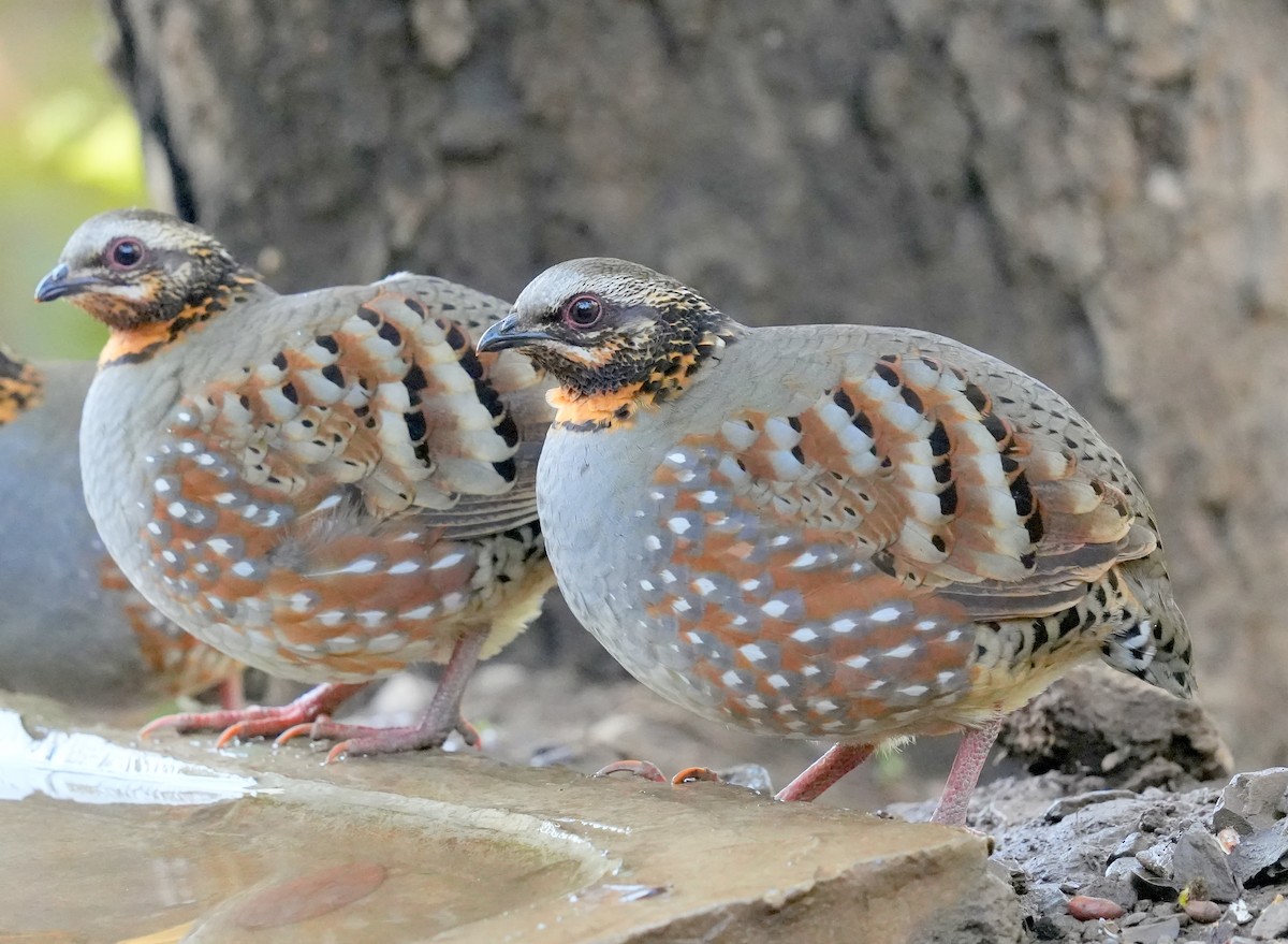 Rufous-throated Partridge - AJAY ARNOLD