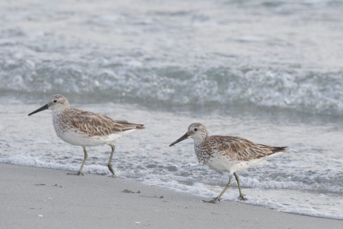 Great Knot - ML538202631