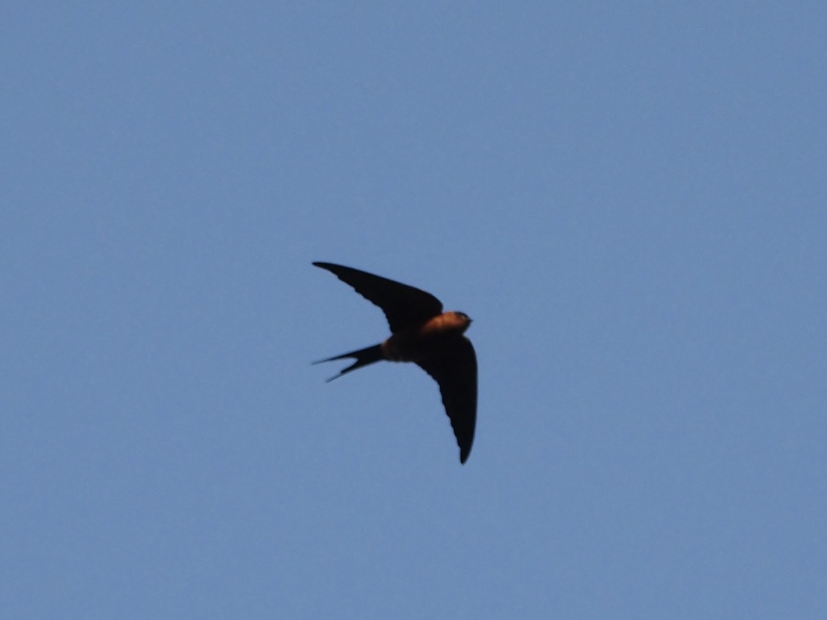 Rufous-bellied Swallow - ML538202701