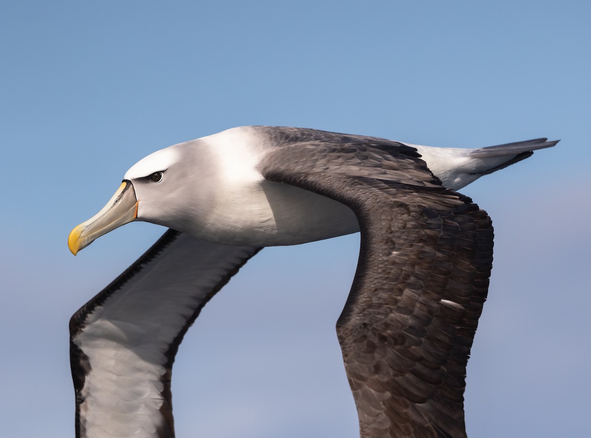 albatros šelfový - ML538204831
