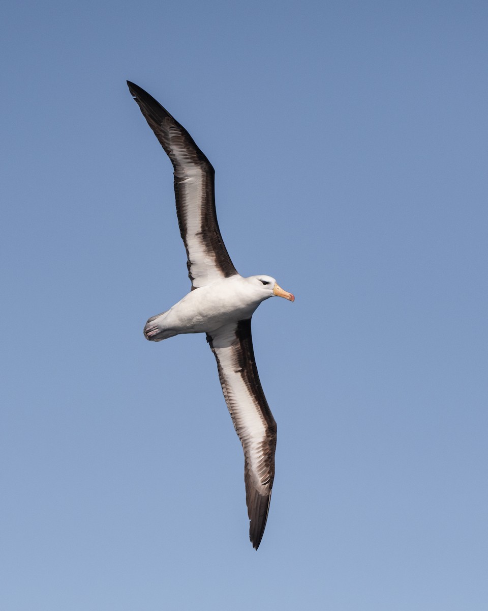 albatros černobrvý (ssp. melanophris) - ML538204971