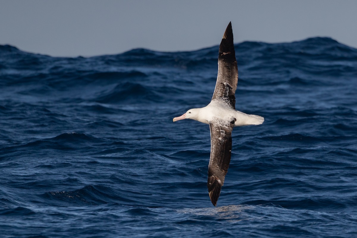 Royal Albatross (Southern) - ML538205001
