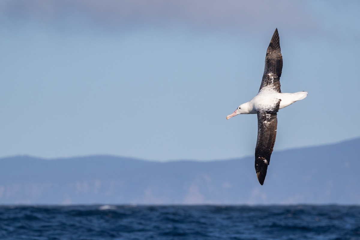 Royal Albatross (Southern) - ML538205021