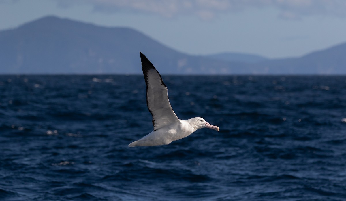 Royal Albatross (Northern) - ML538205061