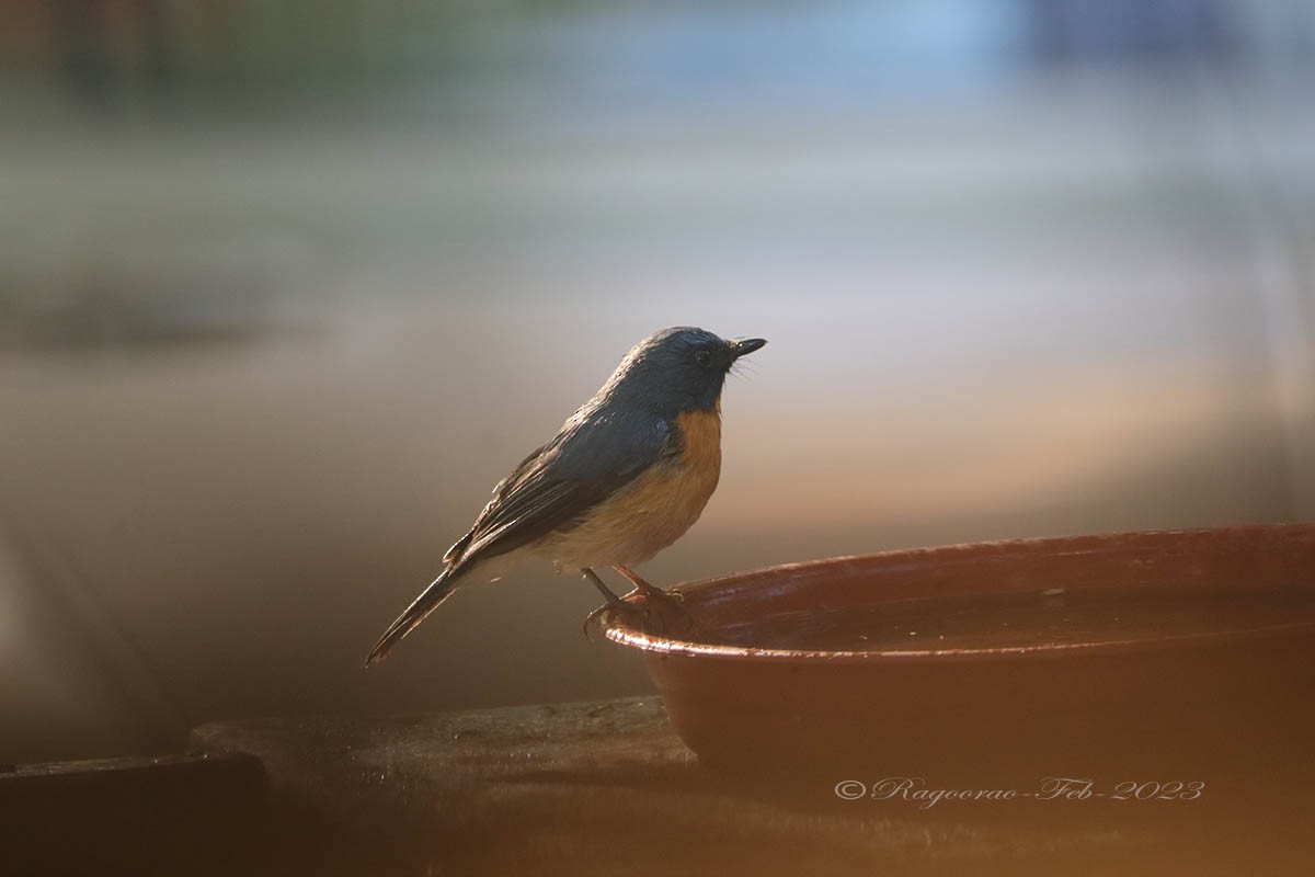 Tickell's Blue Flycatcher - Ragoo  Rao