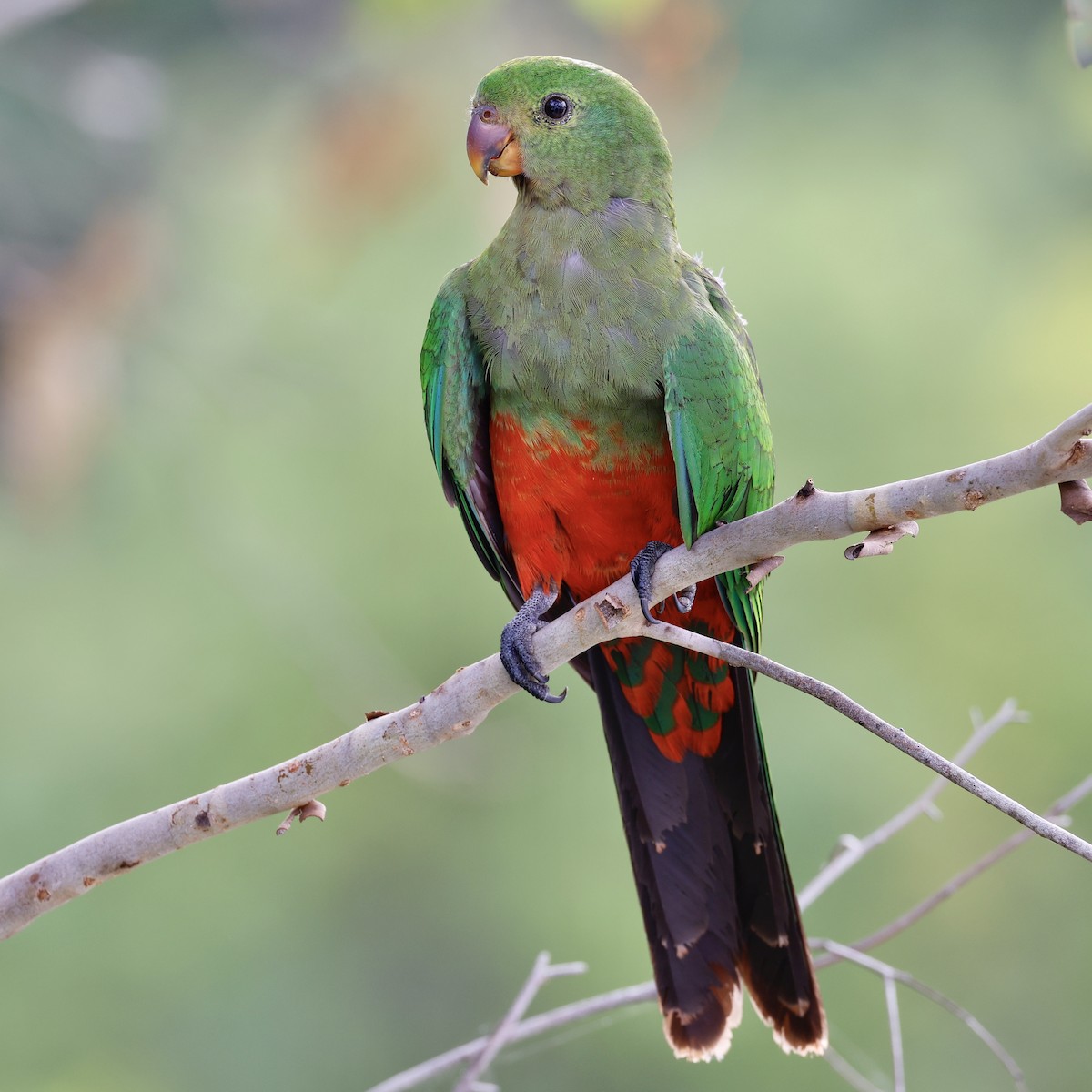 Australian King-Parrot - ML538206471