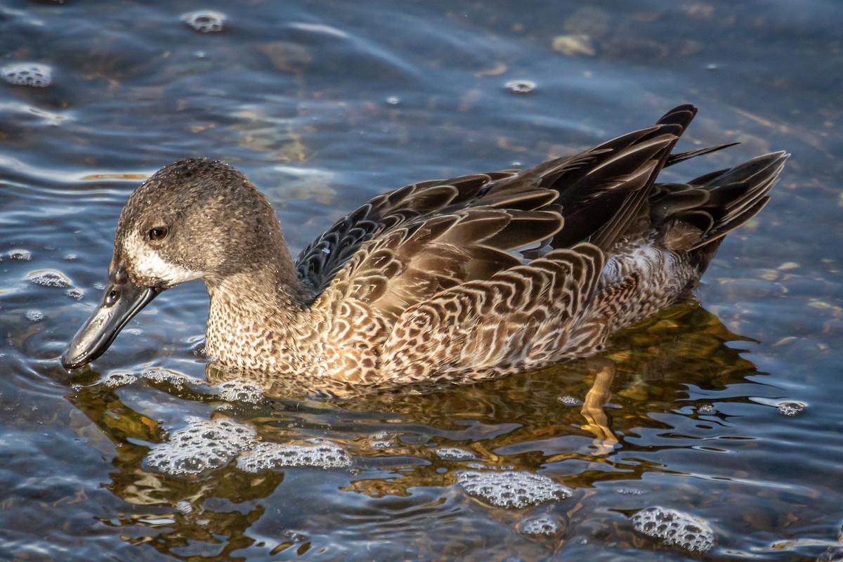 Blue-winged Teal - ML538207241
