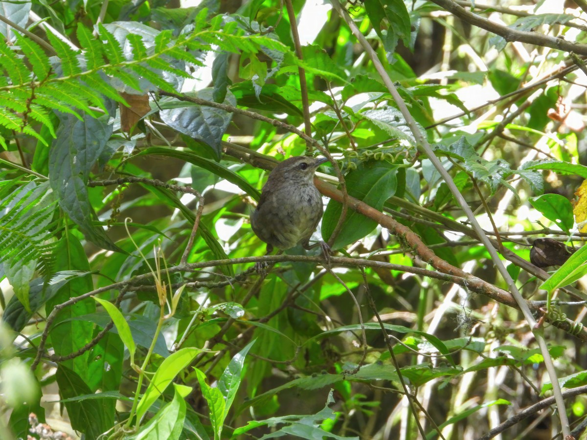 Evergreen-forest Warbler - ML538208931