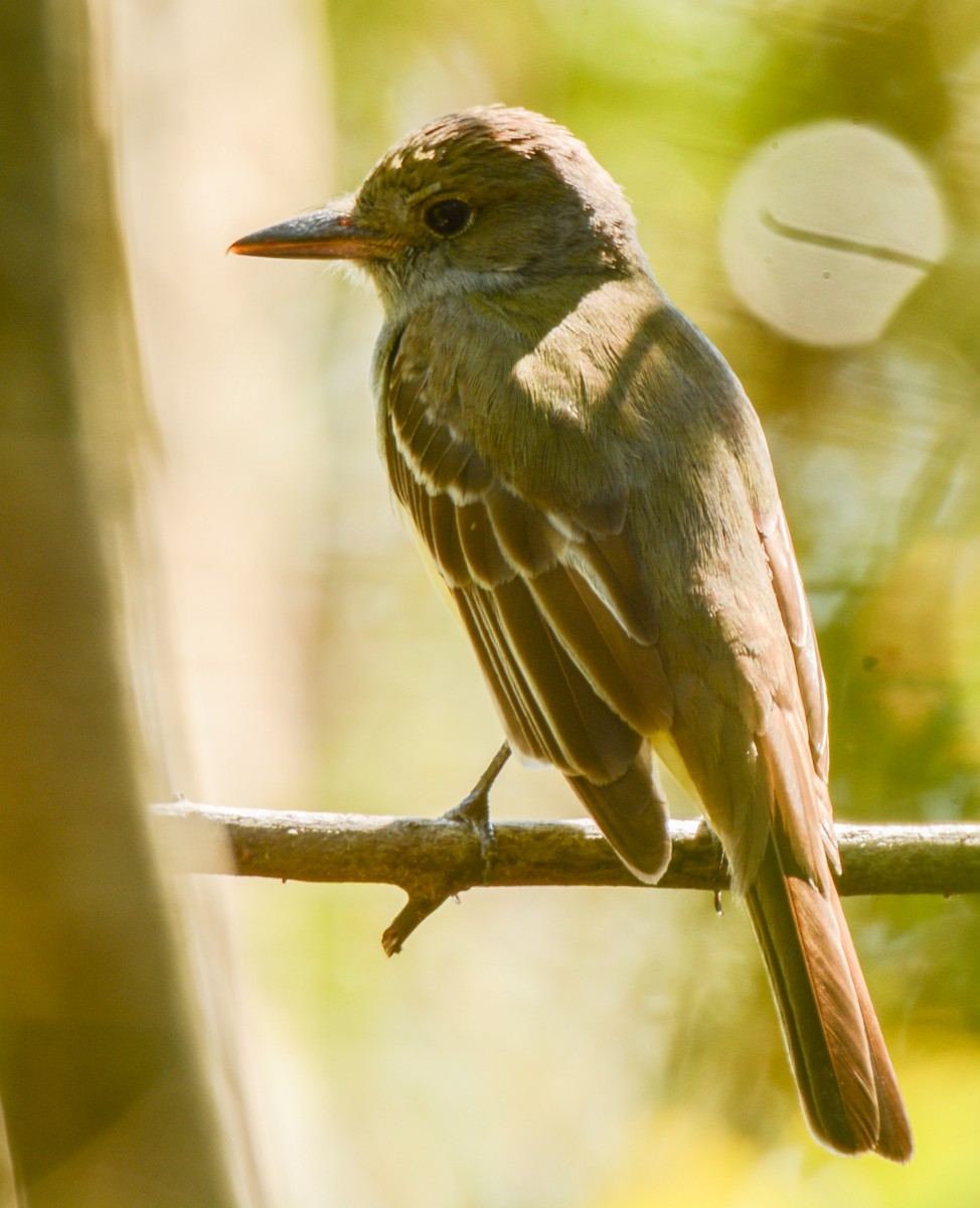 Great Crested Flycatcher - ML53820901