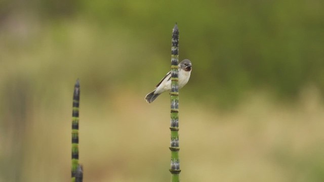 Chestnut-throated Seedeater - ML538213181