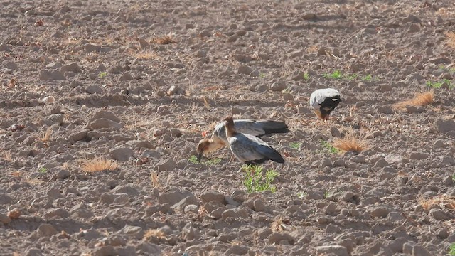 ibis šedokřídlý - ML538215621