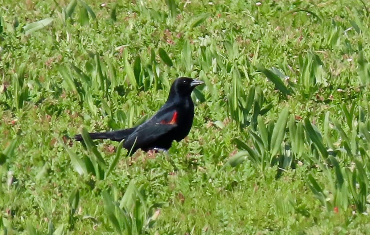 Red-winged Blackbird - ML538215841