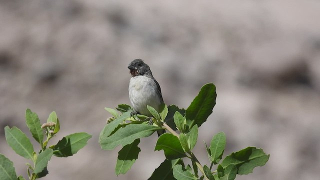 Chestnut-throated Seedeater - ML538216081