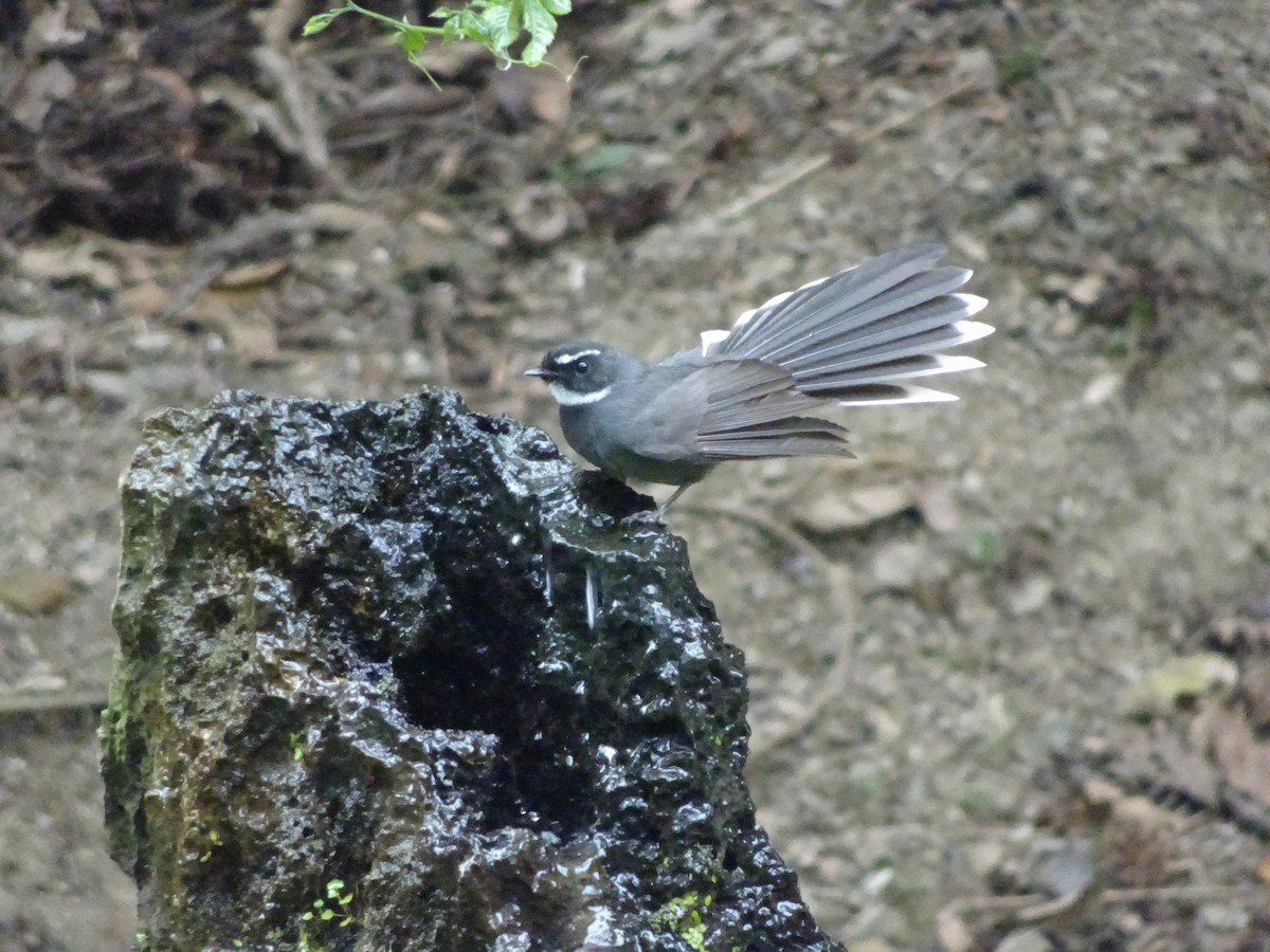White-throated Fantail - ML538216831