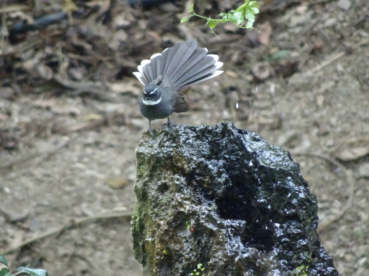 White-throated Fantail - ML538216841