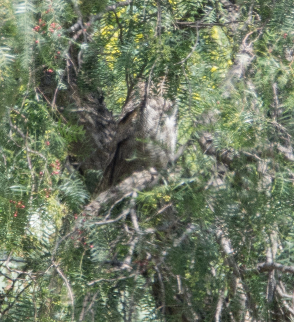Great Horned Owl - ML53821701