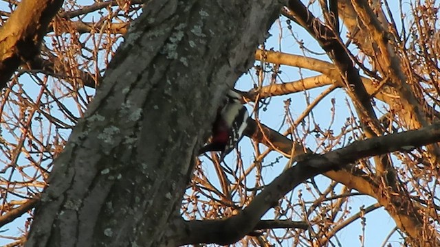 Great Spotted Woodpecker - ML538217991