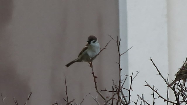 Eurasian Tree Sparrow - ML538218251