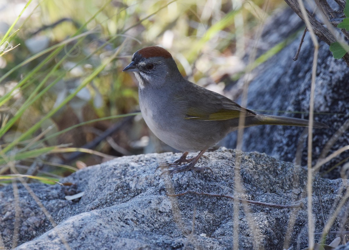 Green-tailed Towhee - Andy Reago &  Chrissy McClarren