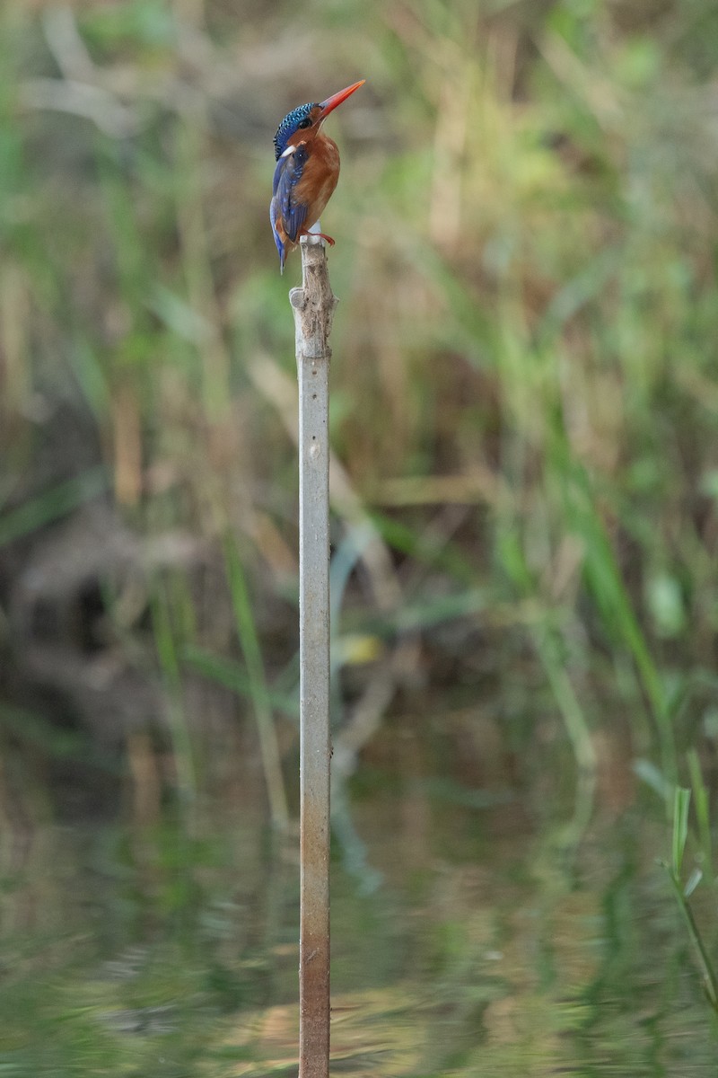 Malachite Kingfisher (Mainland) - ML538221211
