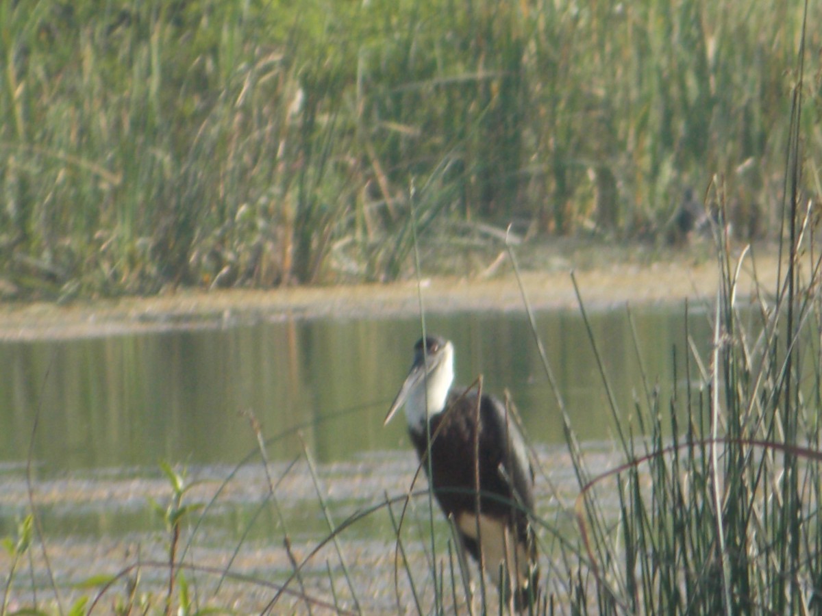 Asian Woolly-necked Stork - ML538227441