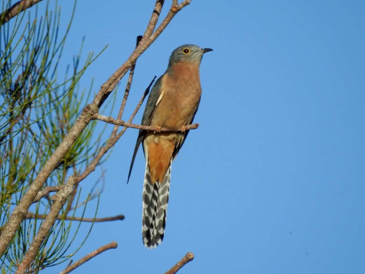 Fan-tailed Cuckoo - ML53822951
