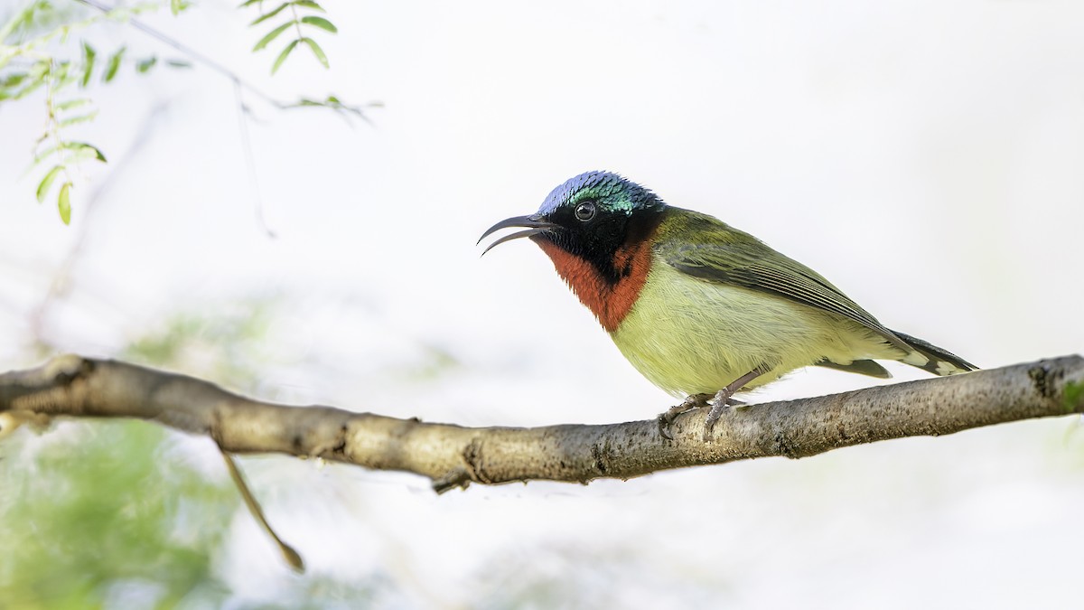 Fork-tailed Sunbird (Fork-tailed) - John Clough