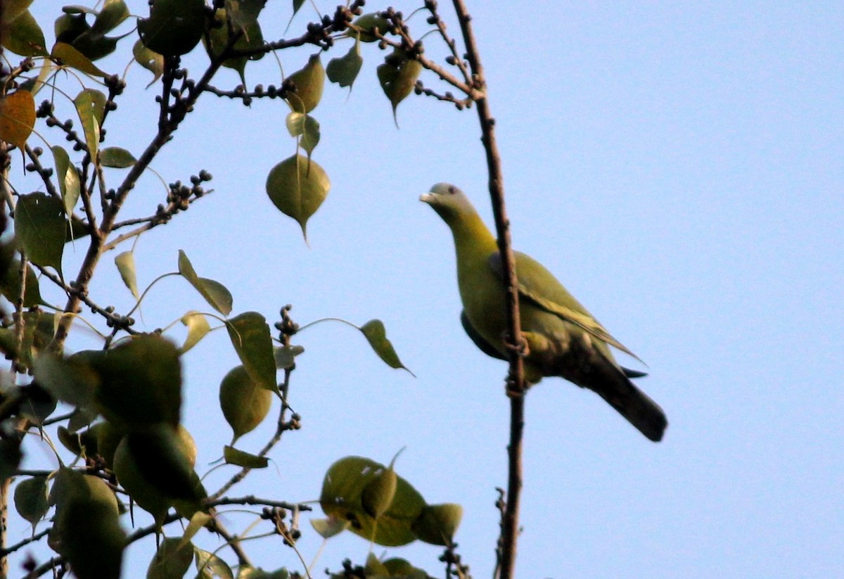 Yellow-footed Green-Pigeon - ML538231951