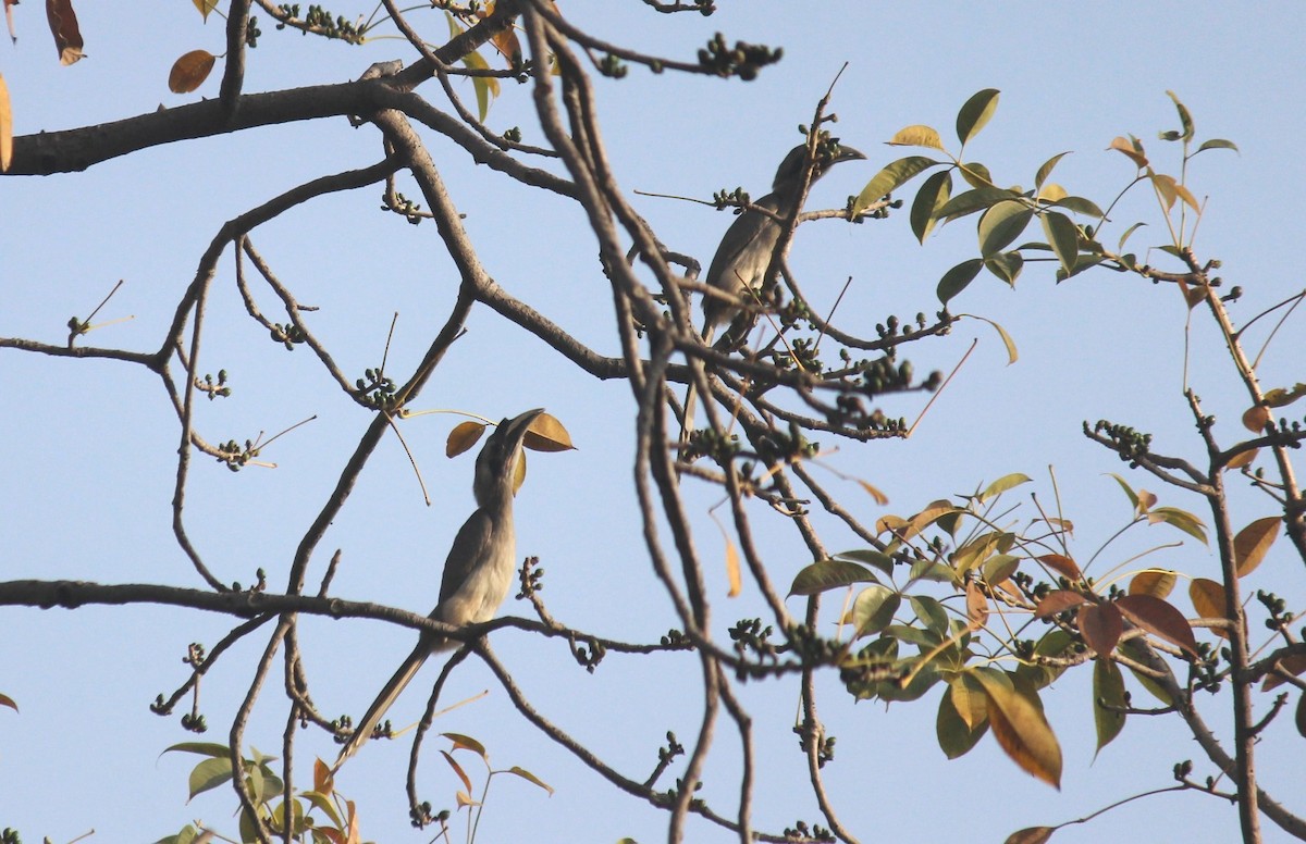 Indian Gray Hornbill - CHANDRA BHUSHAN