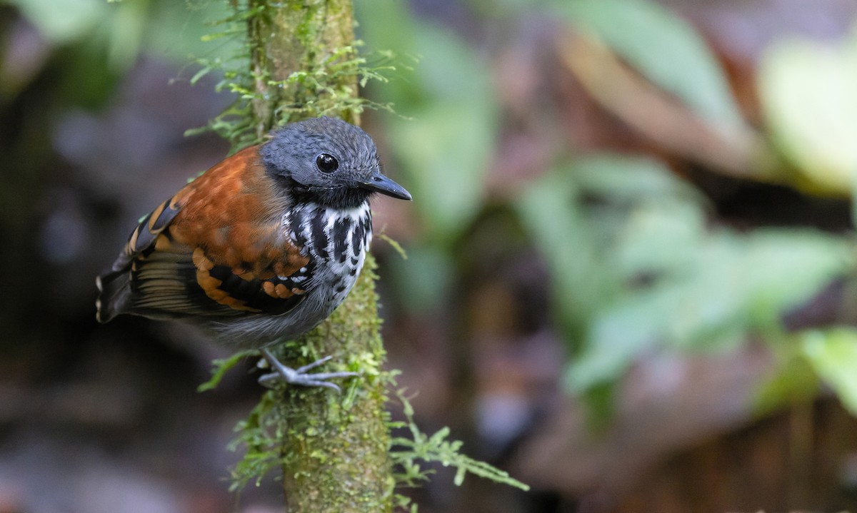 Spotted Antbird - ML538235851