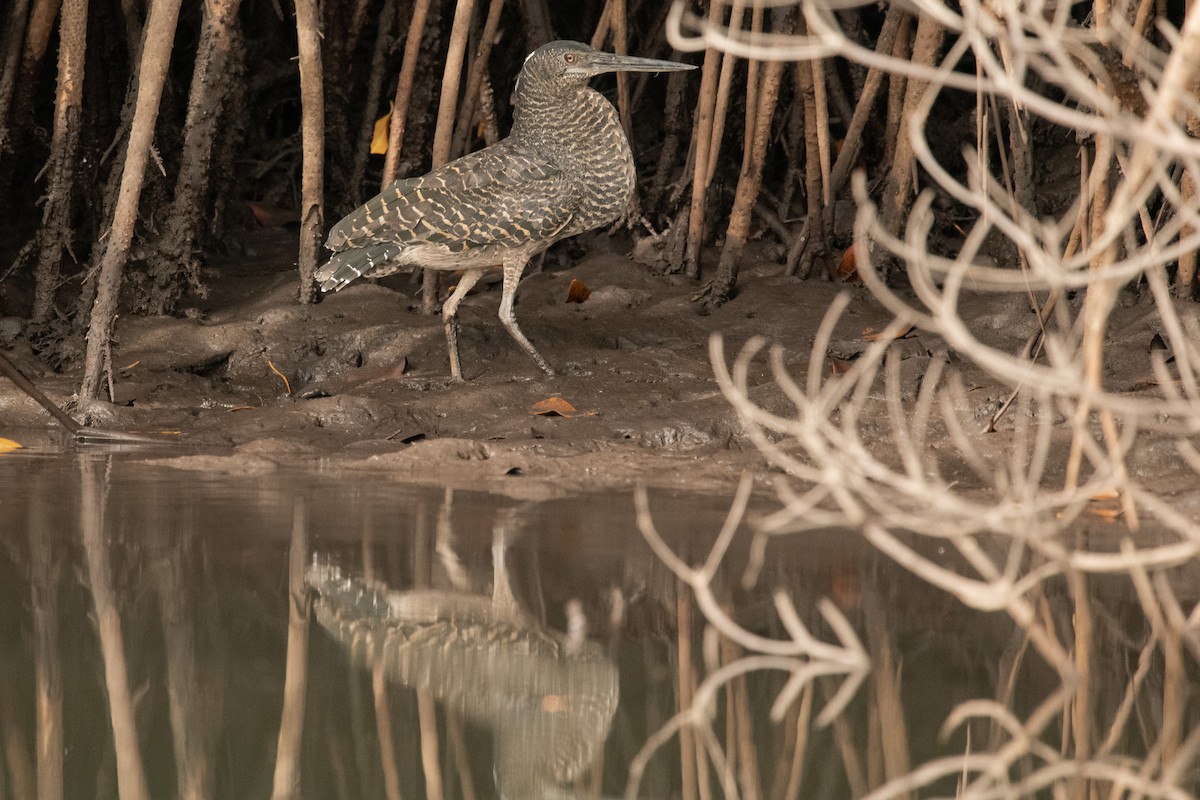 White-crested Tiger-Heron - ML538237741
