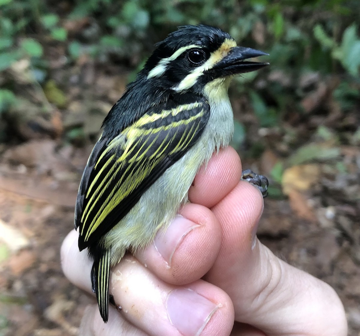 Yellow-throated Tinkerbird - ML538242731