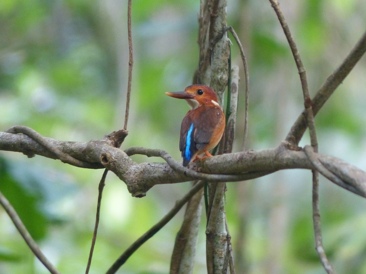 Sulawesi Dwarf-Kingfisher - Thomas Churchyard