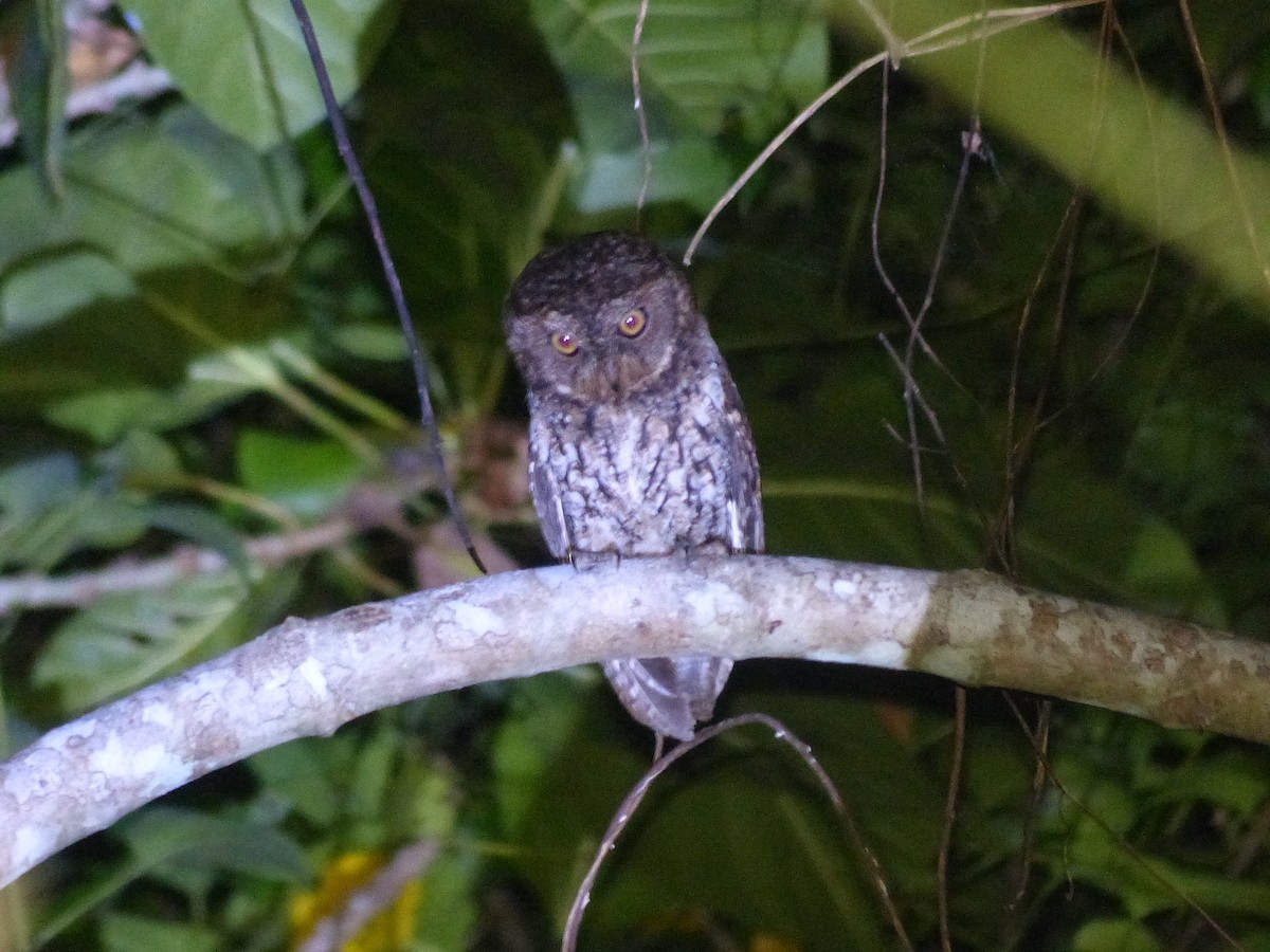 Sulawesi Scops-Owl - ML538253981