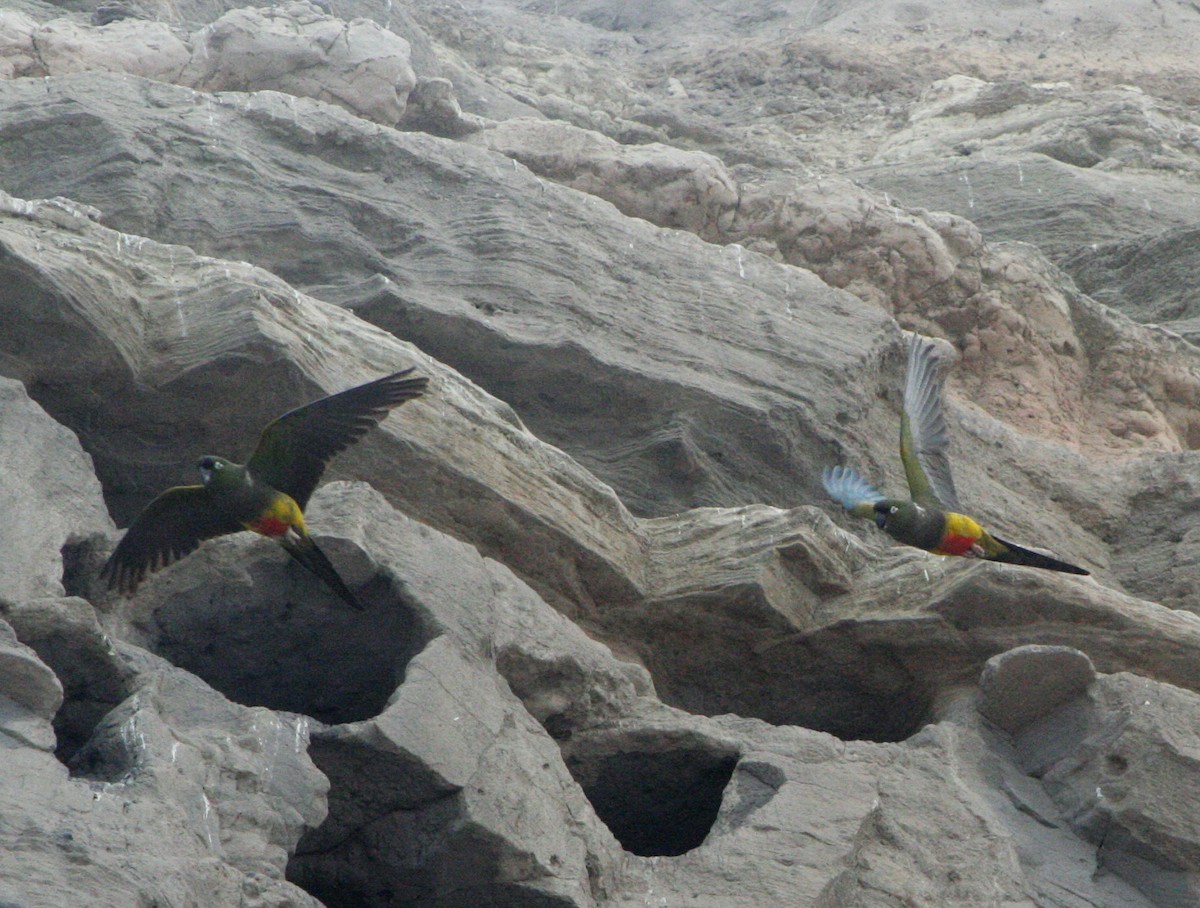 Patagonya Papağanı - ML538254121