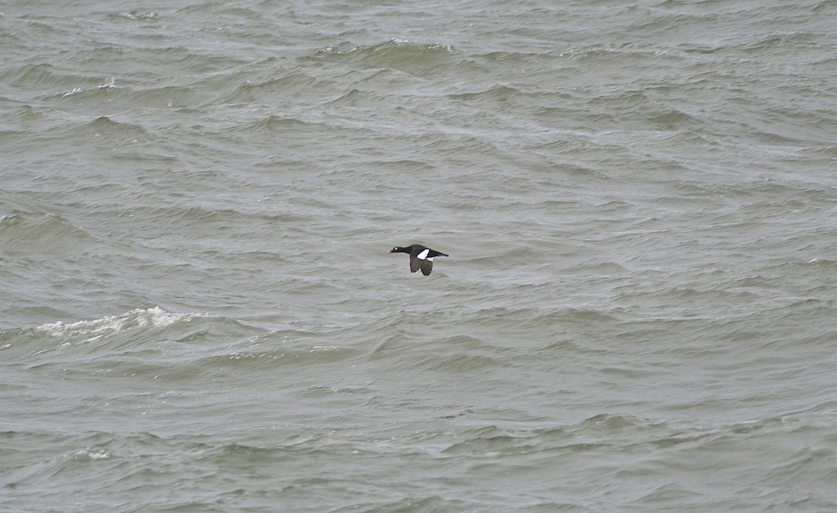 White-winged Scoter - Paul Gould