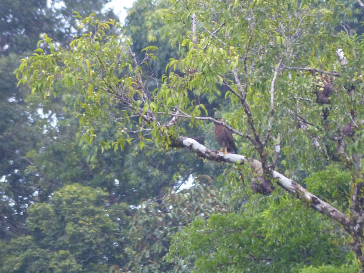 Sulawesi Serpent-Eagle - ML538255341