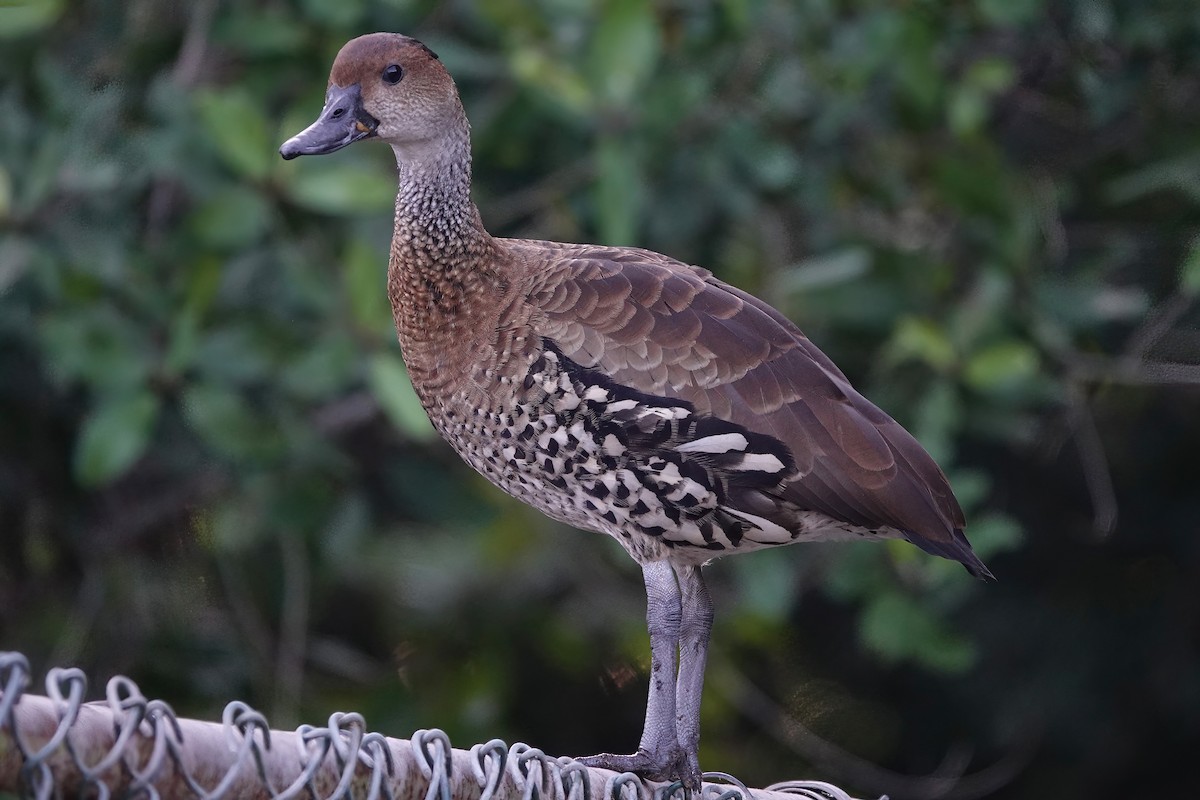 West Indian Whistling-Duck - ML538255531