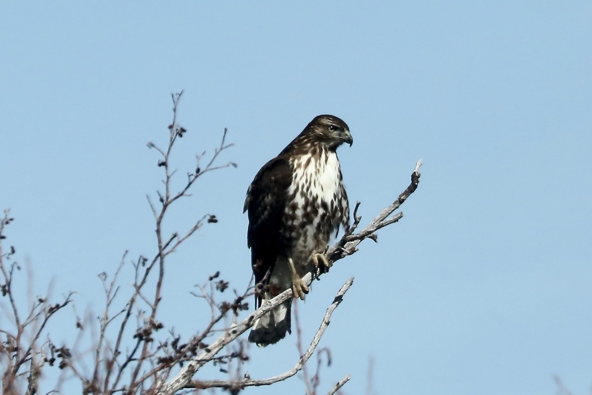 Red-tailed Hawk - ML538257811