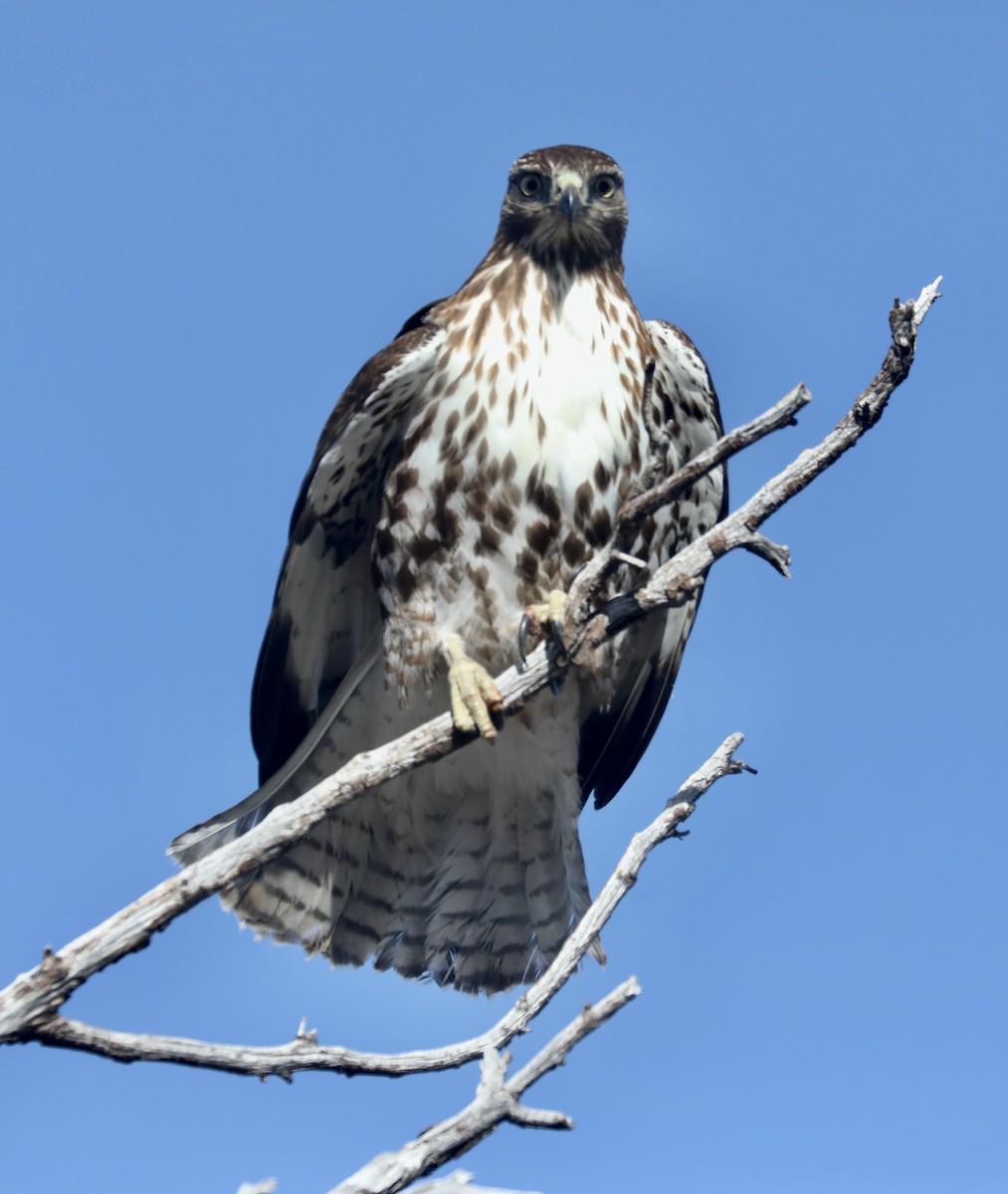 Red-tailed Hawk - ML538257821