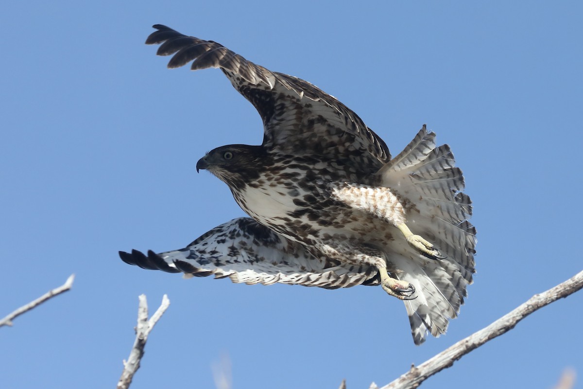 Red-tailed Hawk - ML538257831