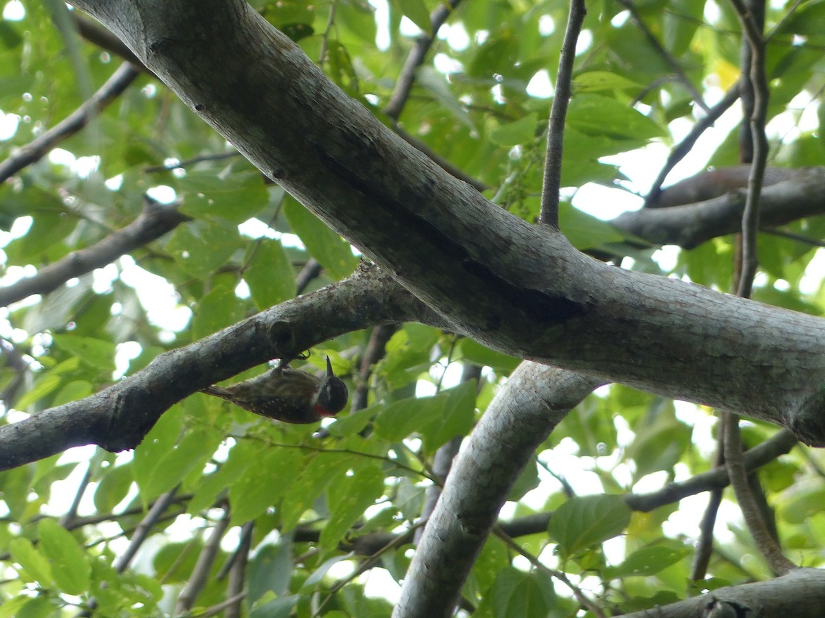 Sulawesi Pygmy Woodpecker - ML538257841