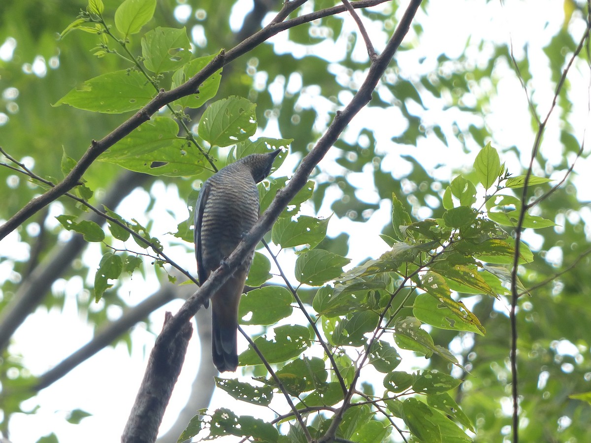 Sulawesi Cicadabird - ML538257991