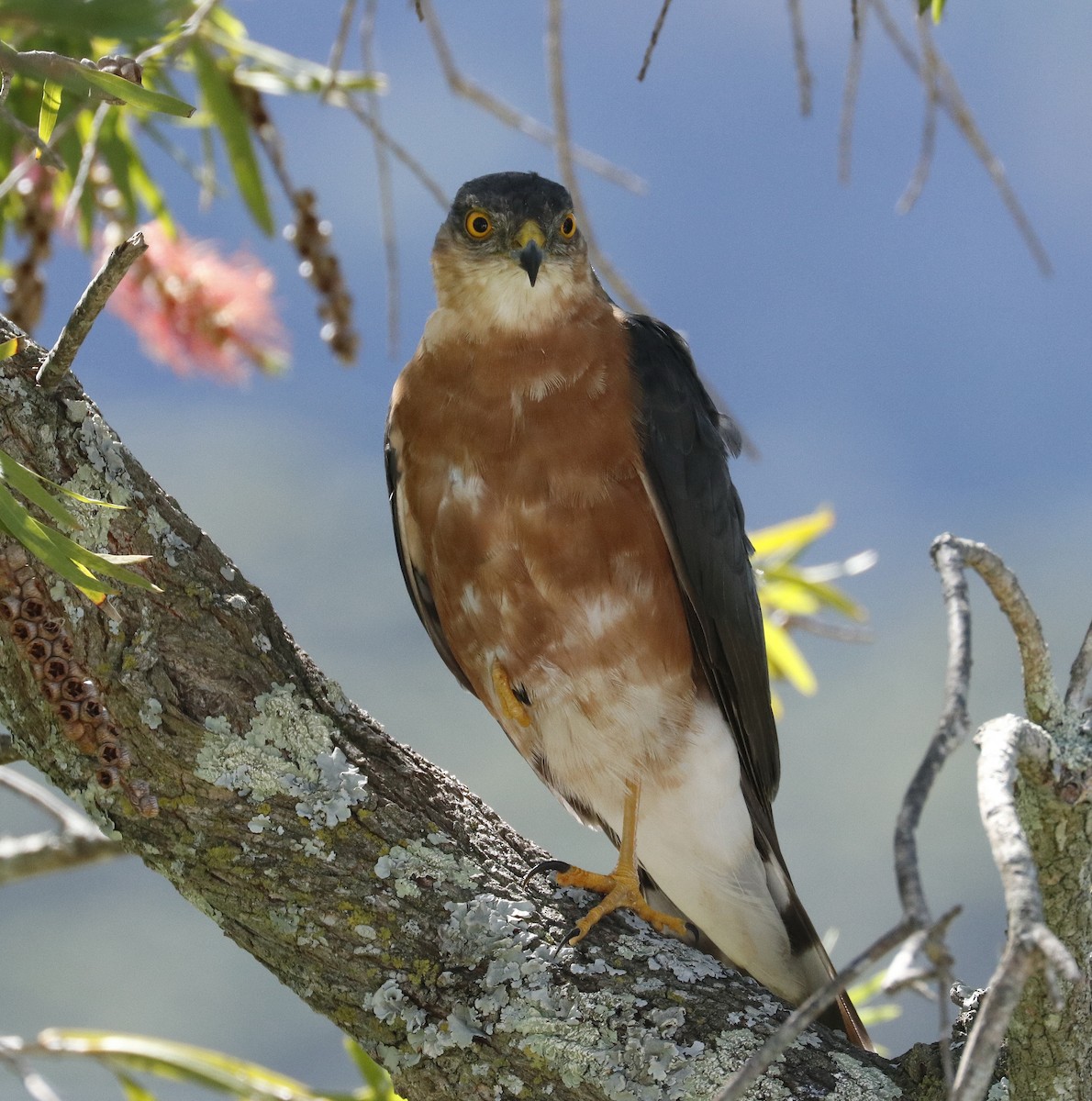 Rufous-breasted Sparrowhawk - ML538262051