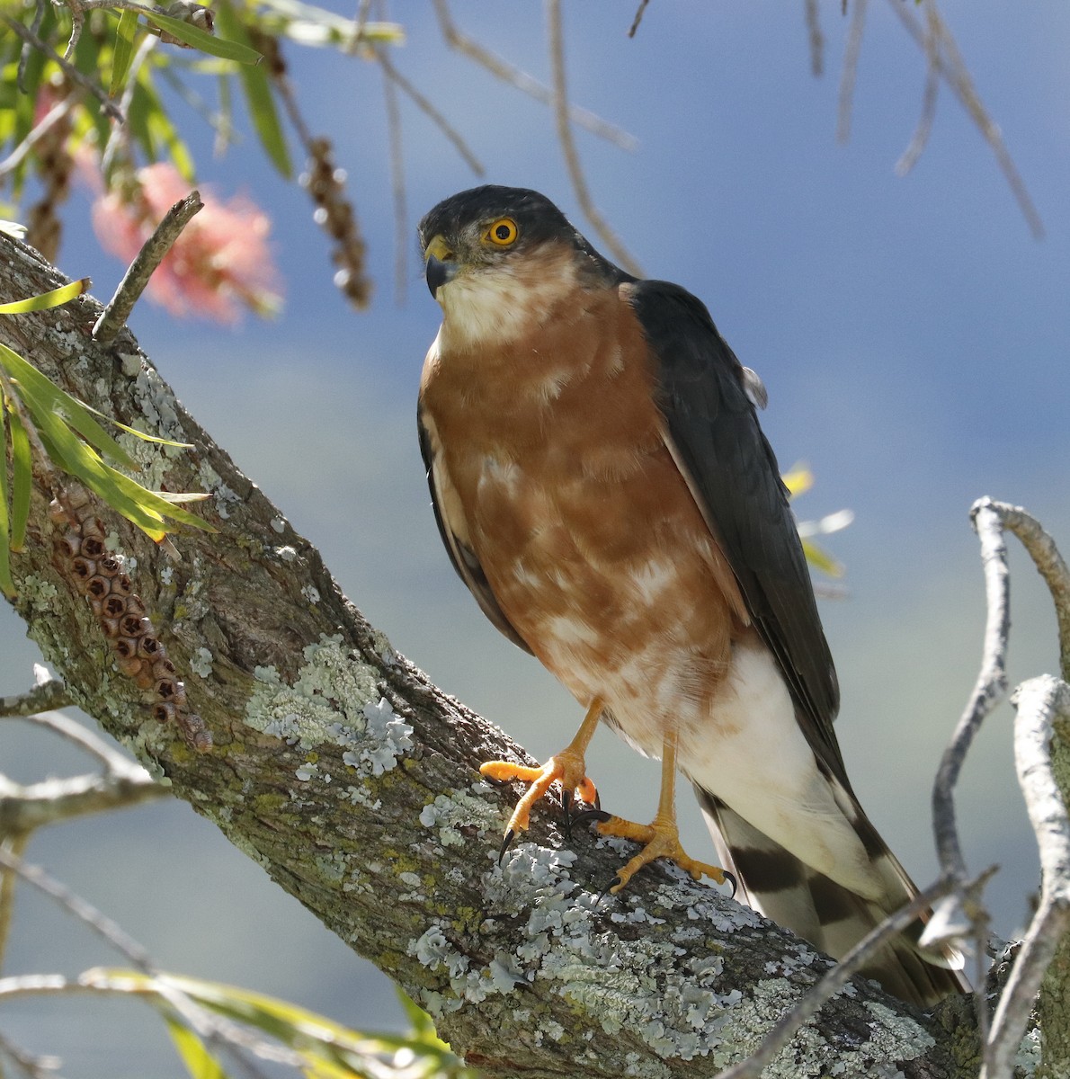 Rufous-breasted Sparrowhawk - ML538262061
