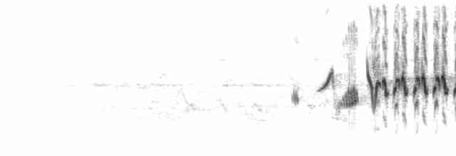  - Black Redstart (Western)