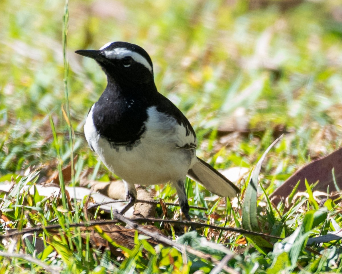 White-browed Wagtail - ML538271301