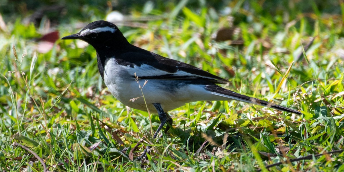 White-browed Wagtail - ML538271311