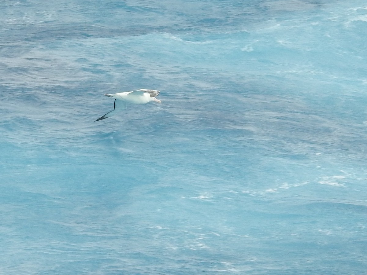 Snowy/Tristan/Antipodean Albatross - ML538272241