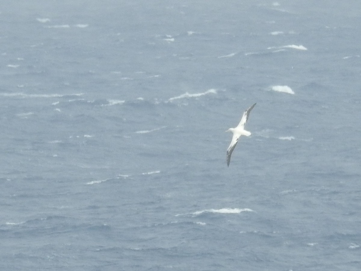 Snowy/Tristan/Antipodean Albatross - ML538272261